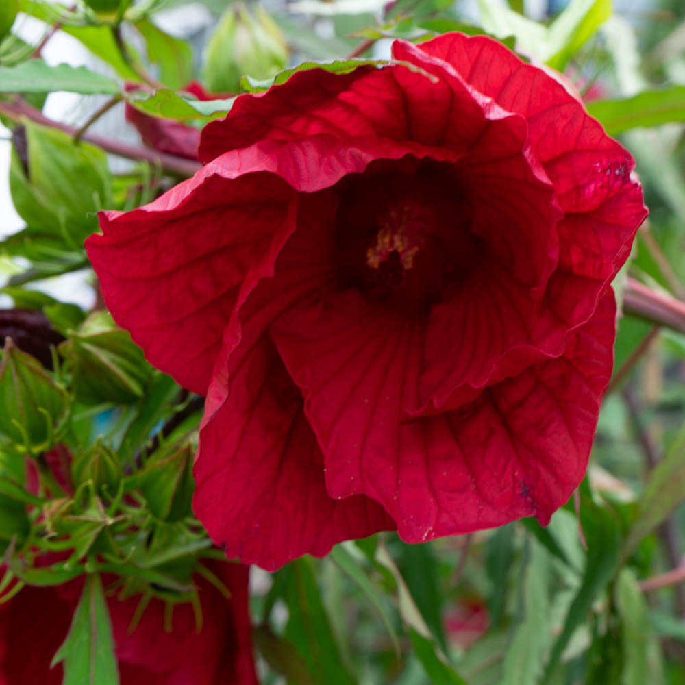 Riesenhibiskus 'Summerific' ® 'My Valentine'