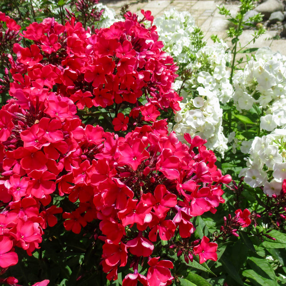 Phlox Starfire, Flammenblume, Beetstaude