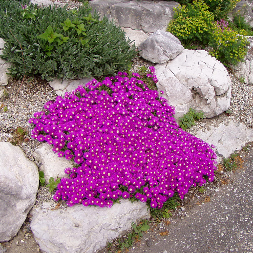 Mittagblume, Mittagsblümchen, Bodendecker, Steingarten