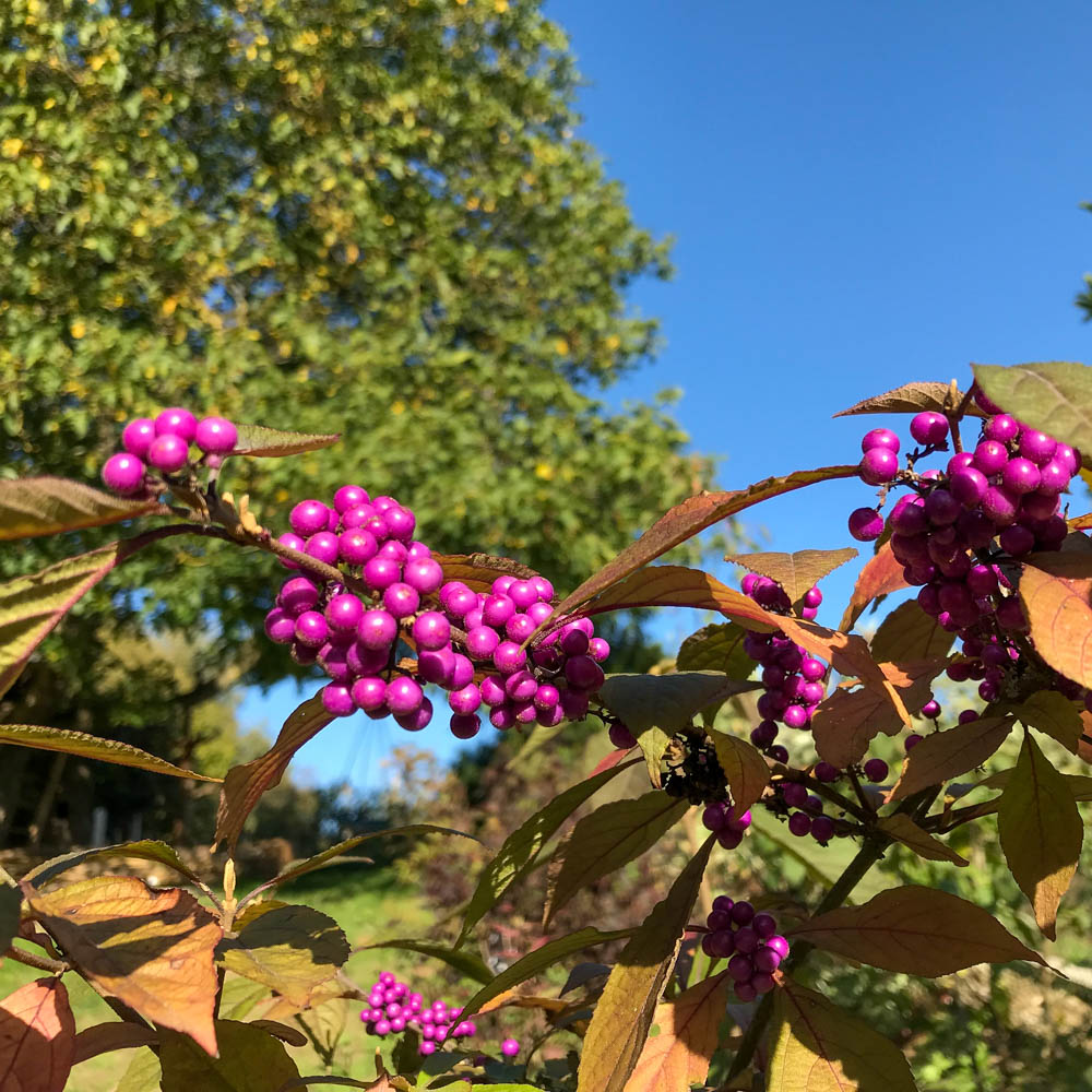 Schönfrucht, Beeren, Fruchtschmuck