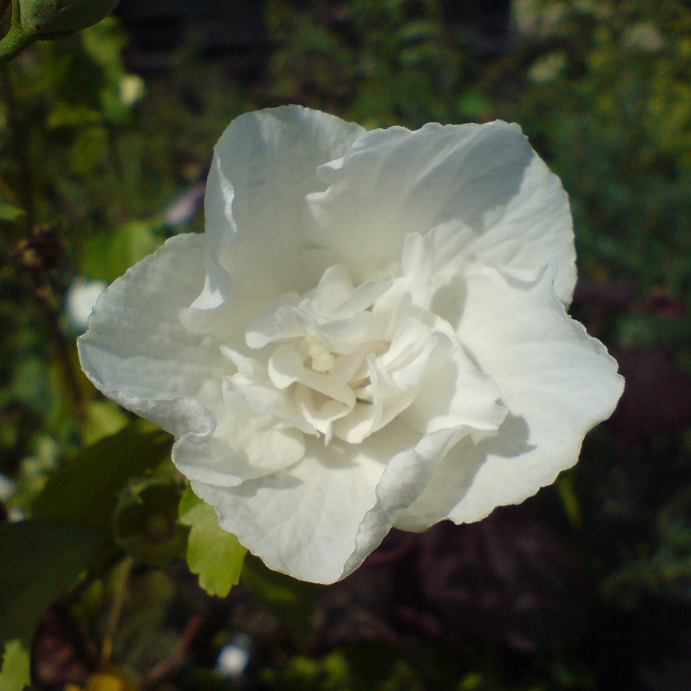 Hibiskus 'White Chiffon' ®