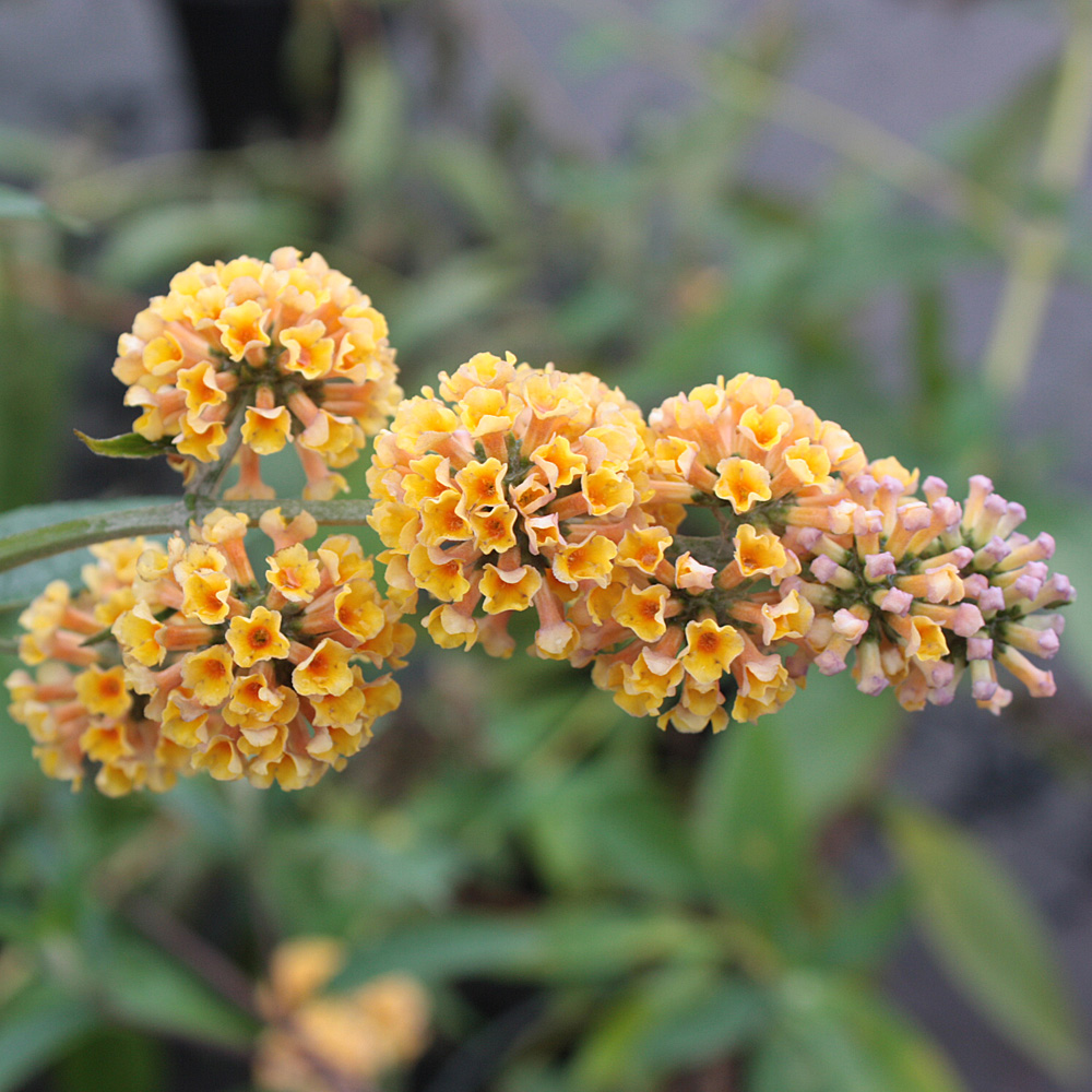 Sommerflieder, Buddleja, Bienenweide, Schmetterlingstrauch