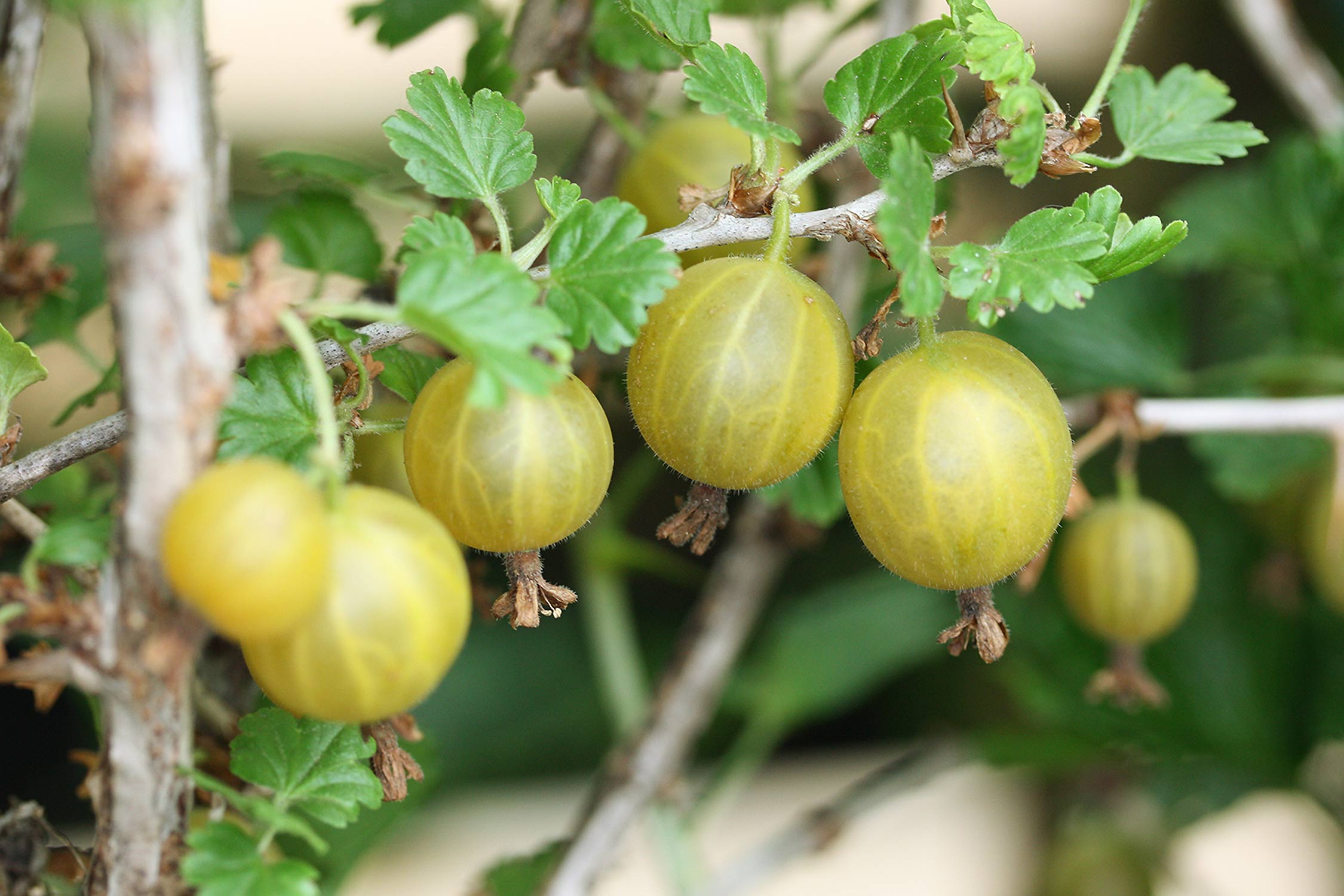 Stachelbeeren pflanzen und pflegen