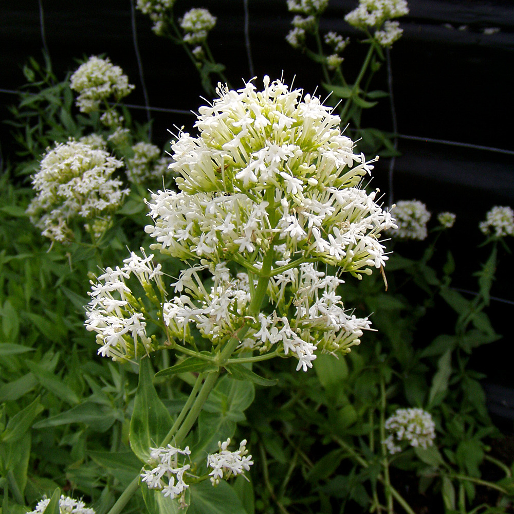 Spornblume Albus, Centranthus, Blütenstaude