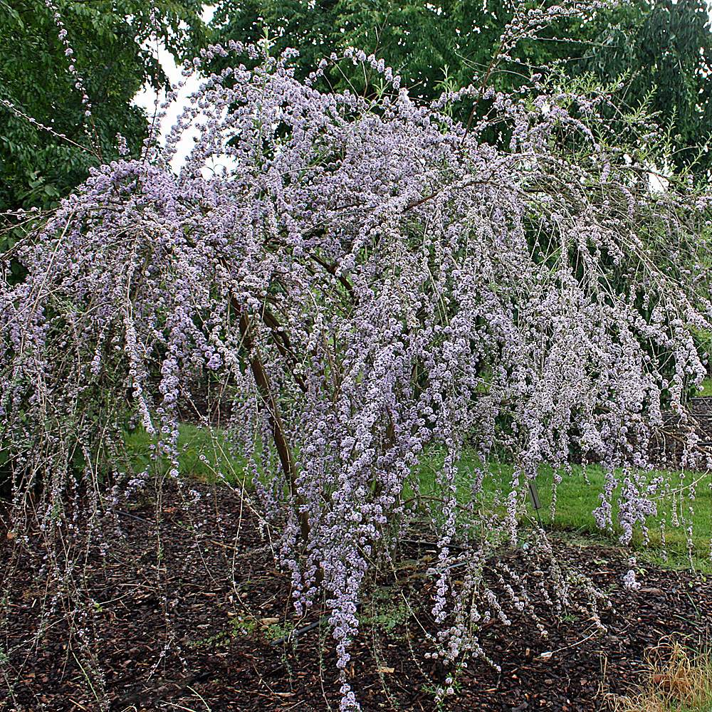 Sommerflieder, Buddleja, Bienenmagnet