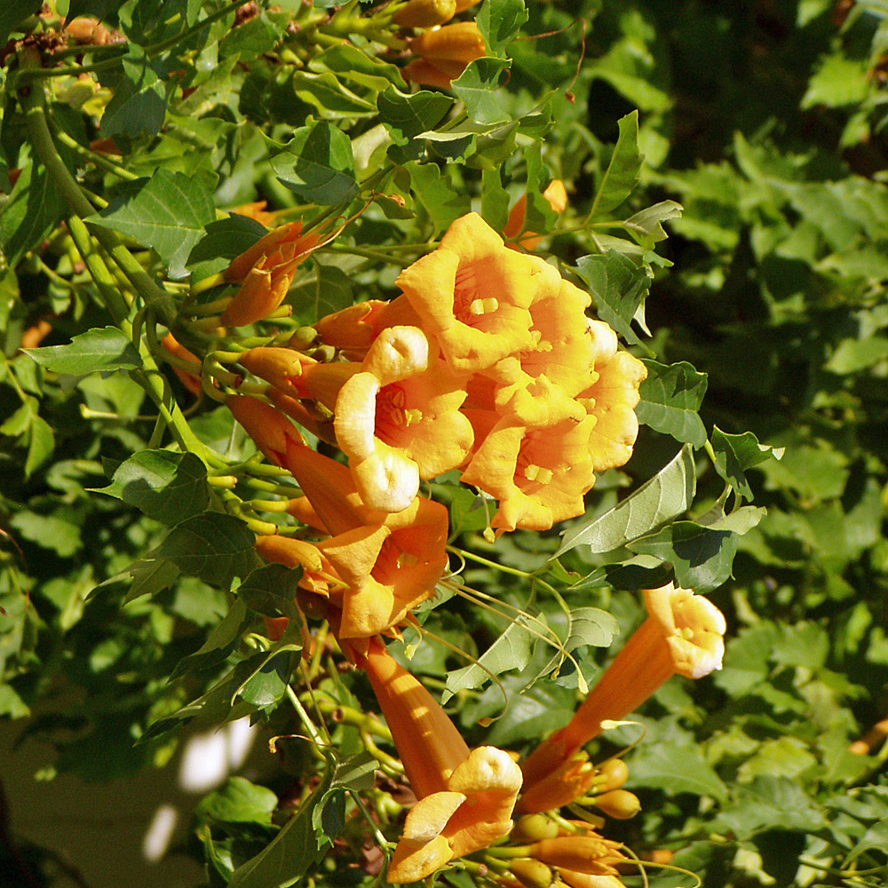 Gelbe Trompetenblume Campsis