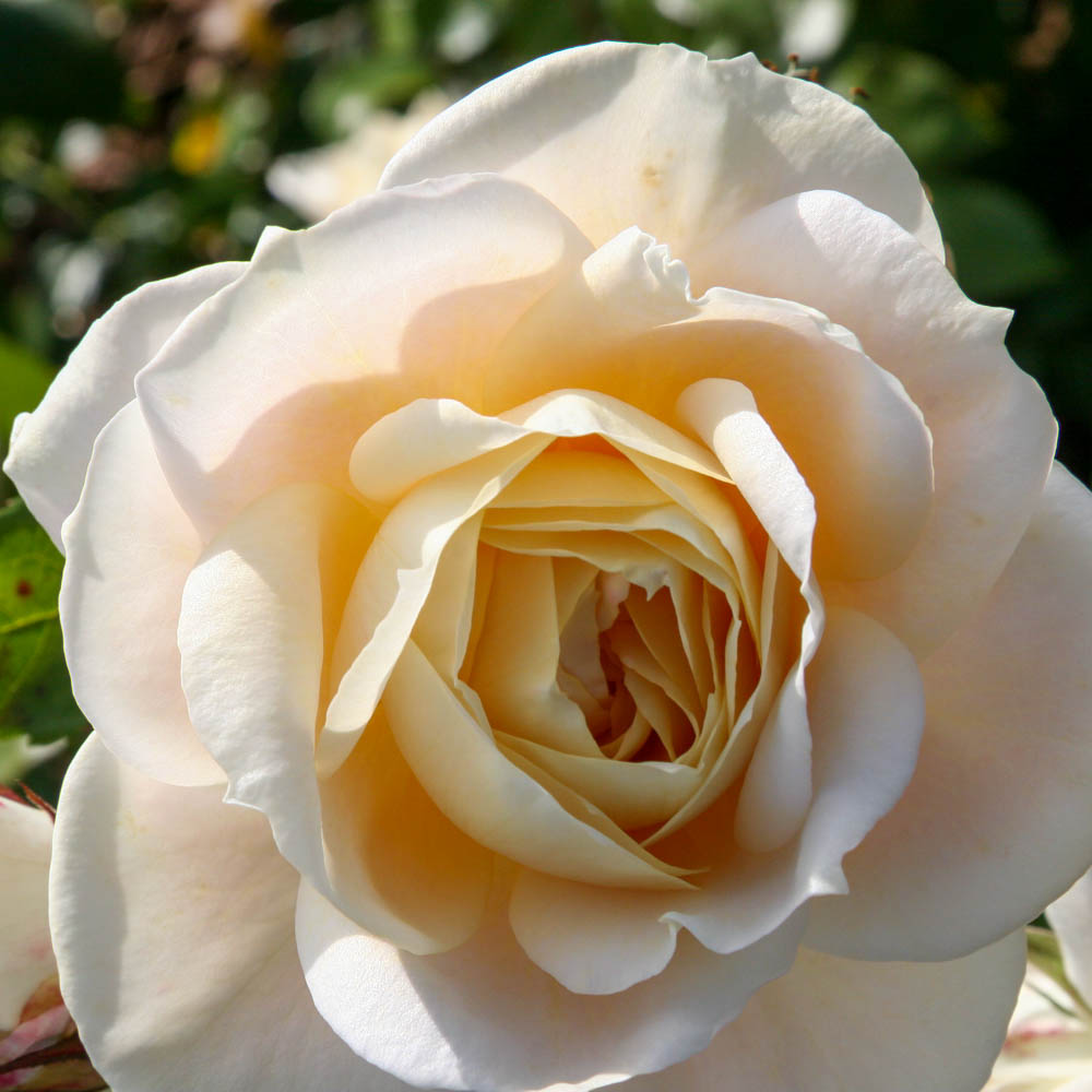 Beetrose 'Lions Rose'®