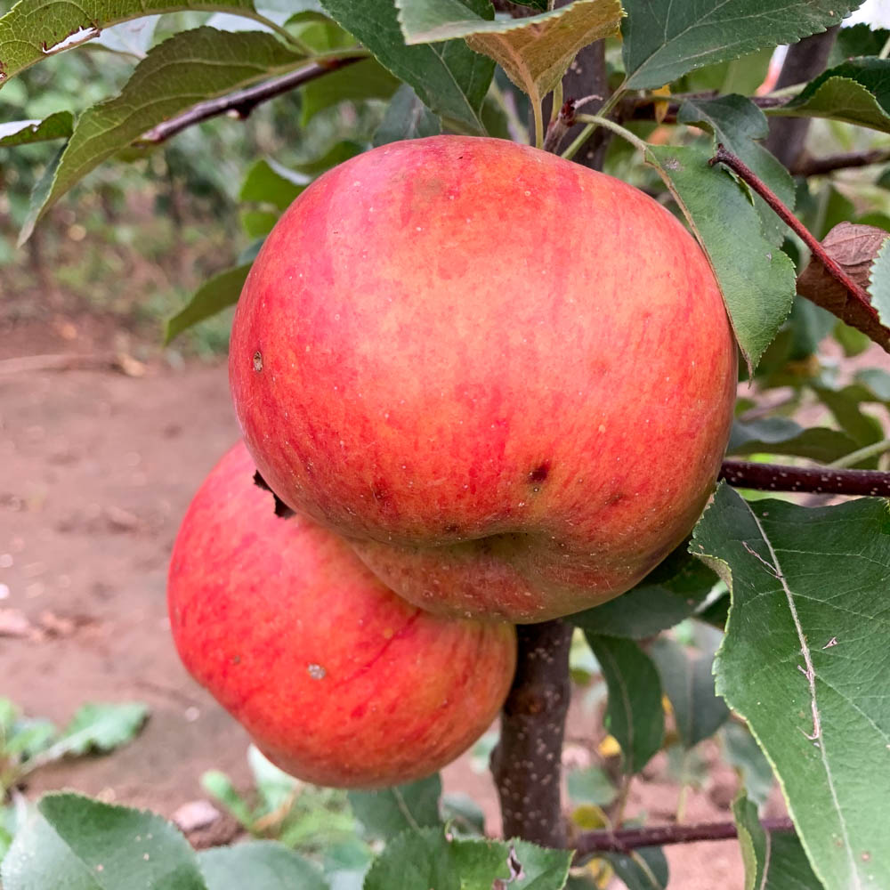 Apfel 'Santana' ®