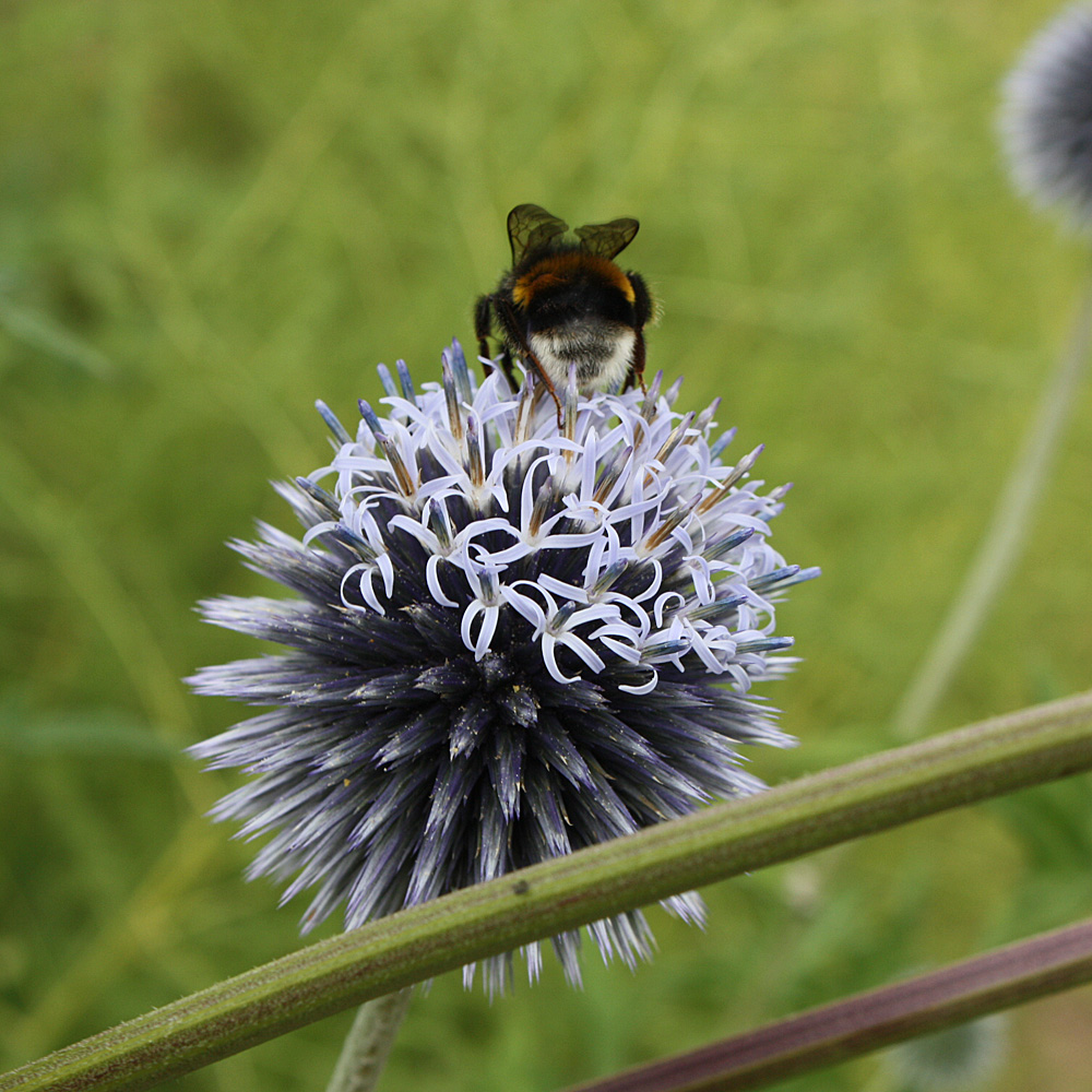 Kugeldistel, Distel, Bienenpflanze