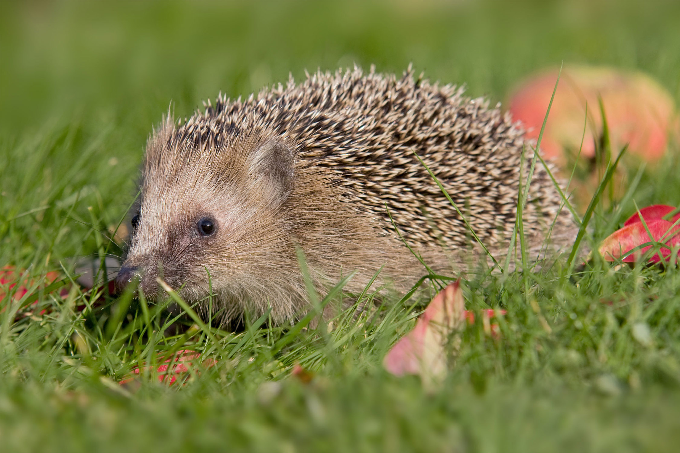 Igel im Gras