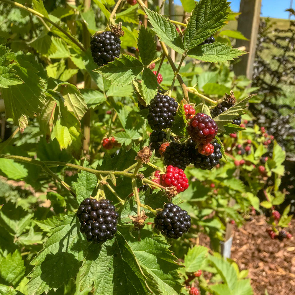 Brombeere 'Loch Ness'®