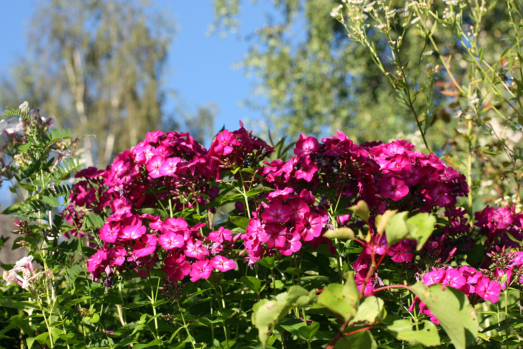 Gärtnertipp Phlox