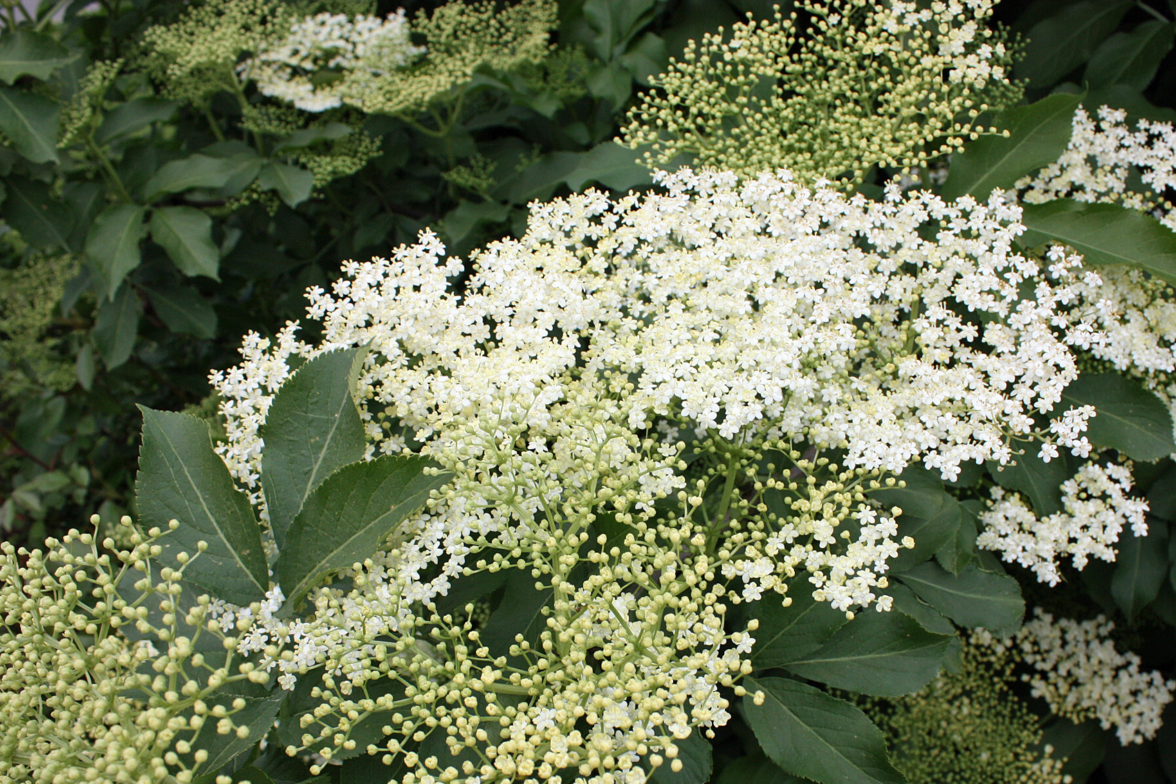 Holunder im Garten