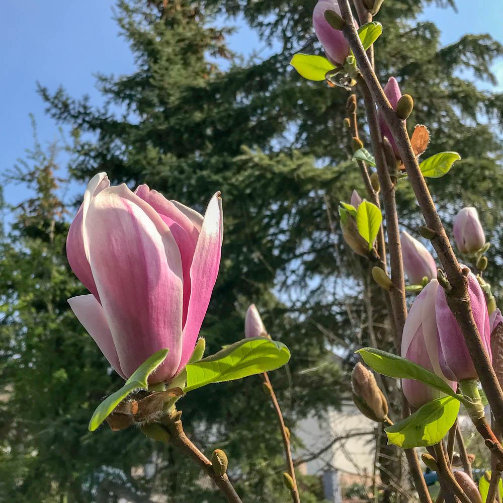 Magnolie 'Satisfaction'