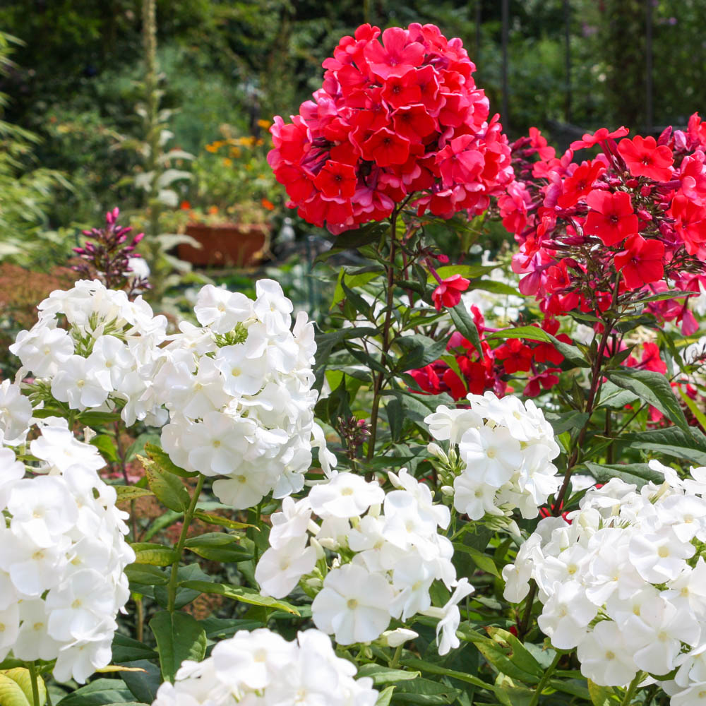 Phlox Fujiyama, Flammenblume, Beetstaude