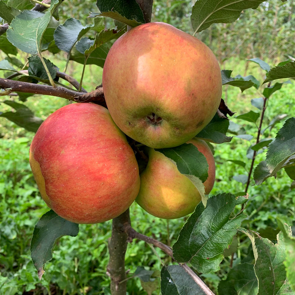 Apfel 'Jonagold'