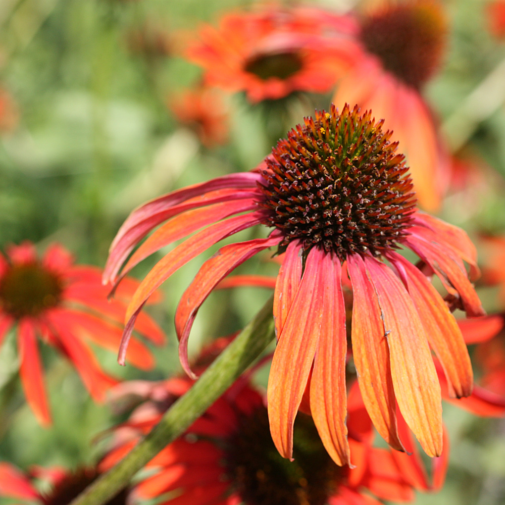 Sonnenhut Tomato Soup, Echinacea, Scheinsonnenhut