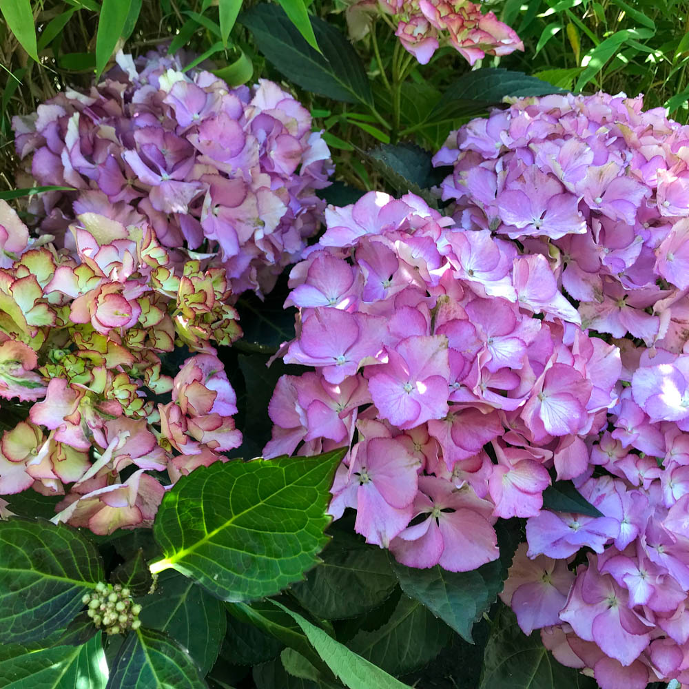 Bauernhortensie 'Adula lila'