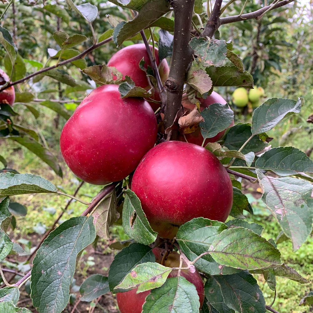 Apfel 'Julia'®