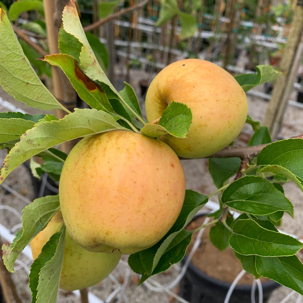 Apfel 'Golden Delicious'