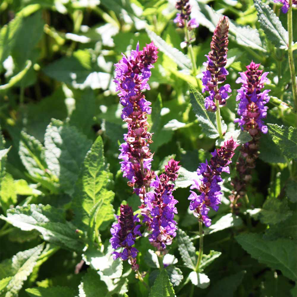 Steppen-Salbei 'Viola Klose'