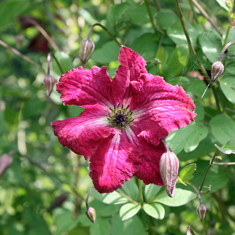 Clematis viticella Kermesina