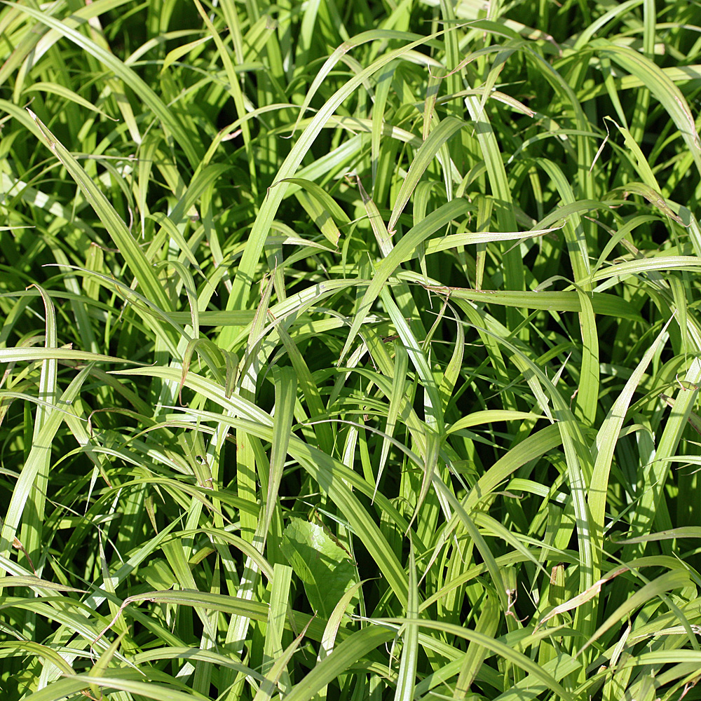 Teppich-Japan-Segge 'Irish Green'