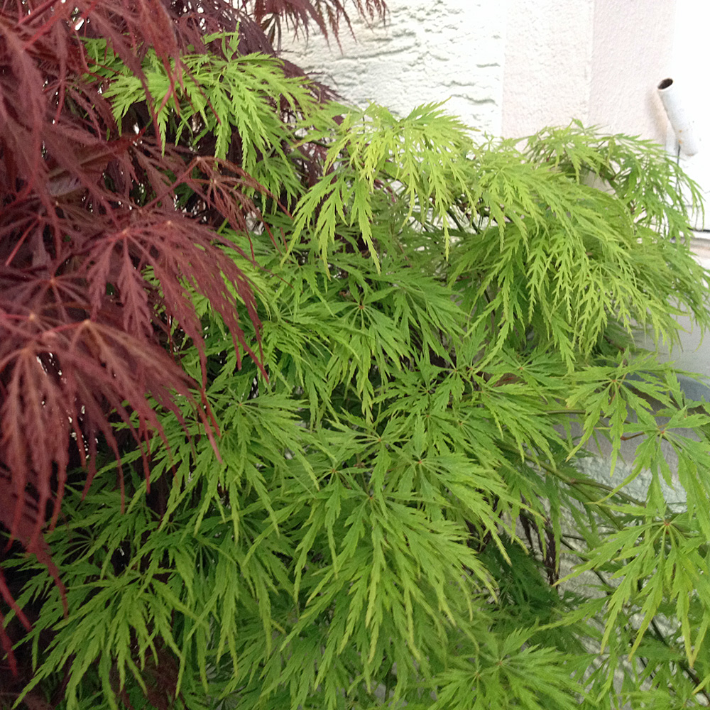 Grüner Schlitzahorn, Ahorn, Acer, Blattschmuck