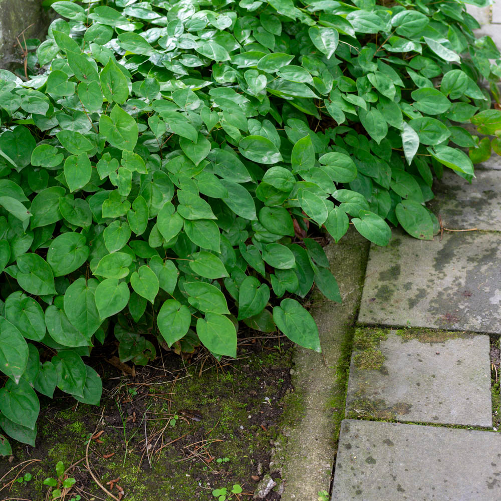 Elfenblume 'Akebono'