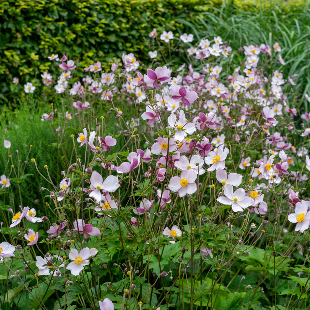 Herbstanemone 'Robustissima'