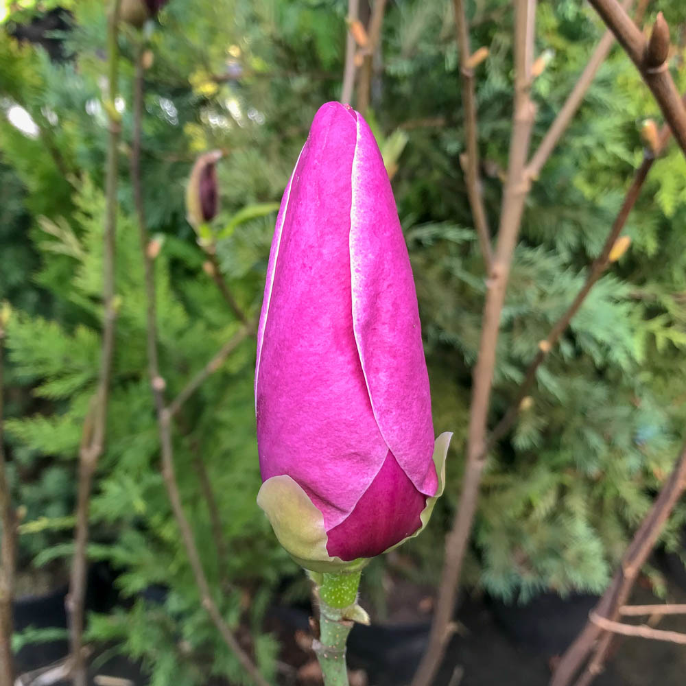 Magnolie 'Cameo'