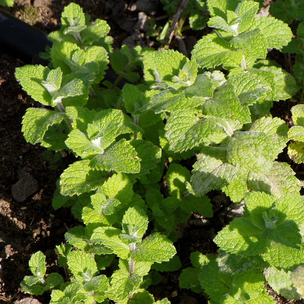 Apfelminze, Minze, Mentha, Teepflanze, Heilpflanze