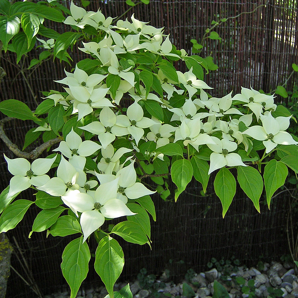 Japanischer Blumenhartriegel, Cornus kousa, Blütengehölz