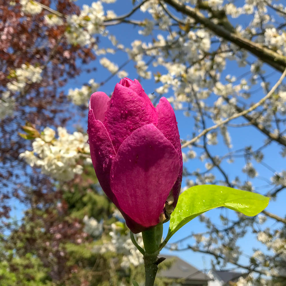 Magnolie 'Cleopatra'