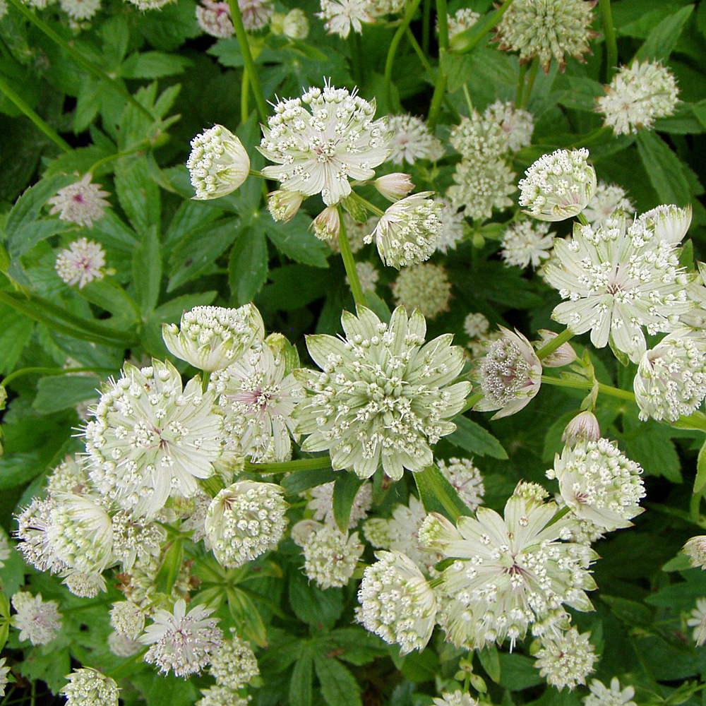 Sterndolde Alba, Astrantia, Schattenpflanze, Blüten