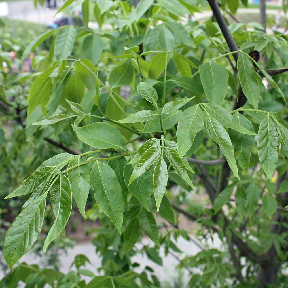 Tausendblütenstrauch, Bienenweide, Baum