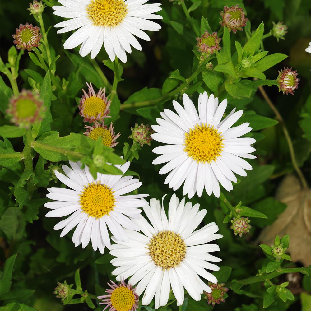 Schönaster 'Madiva'