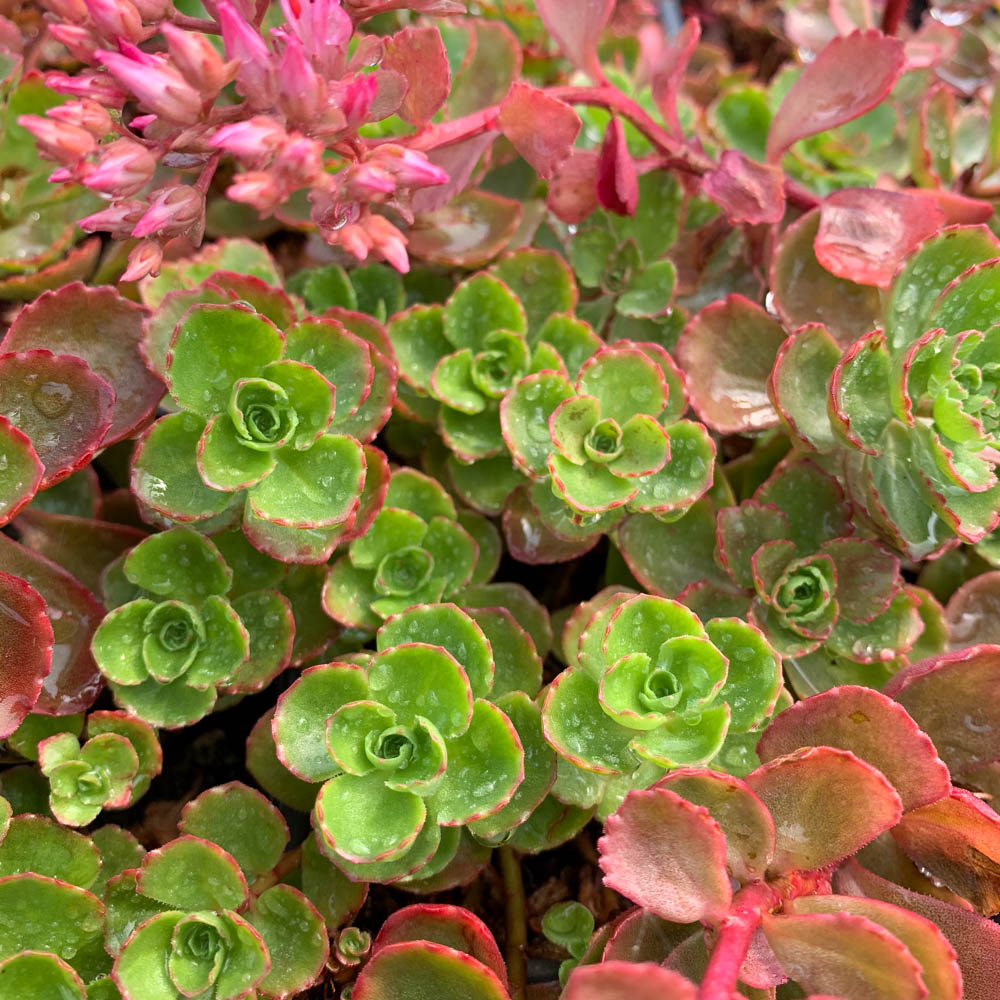 Teppichsedum 'Fuldaglut'