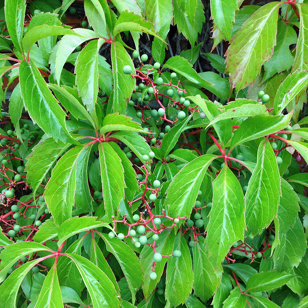 Wilder Wein 'Engelmannii'