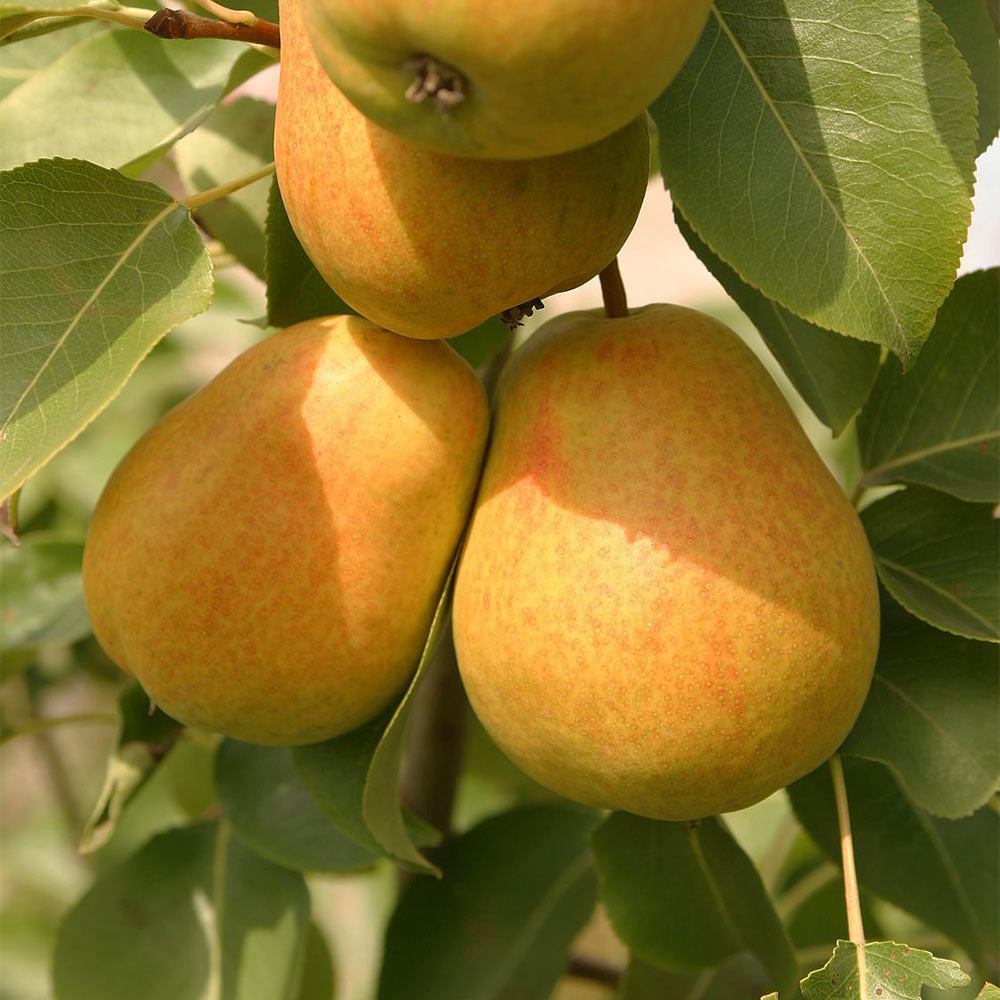 Herbstbirne 'Gellerts Butterbirne'