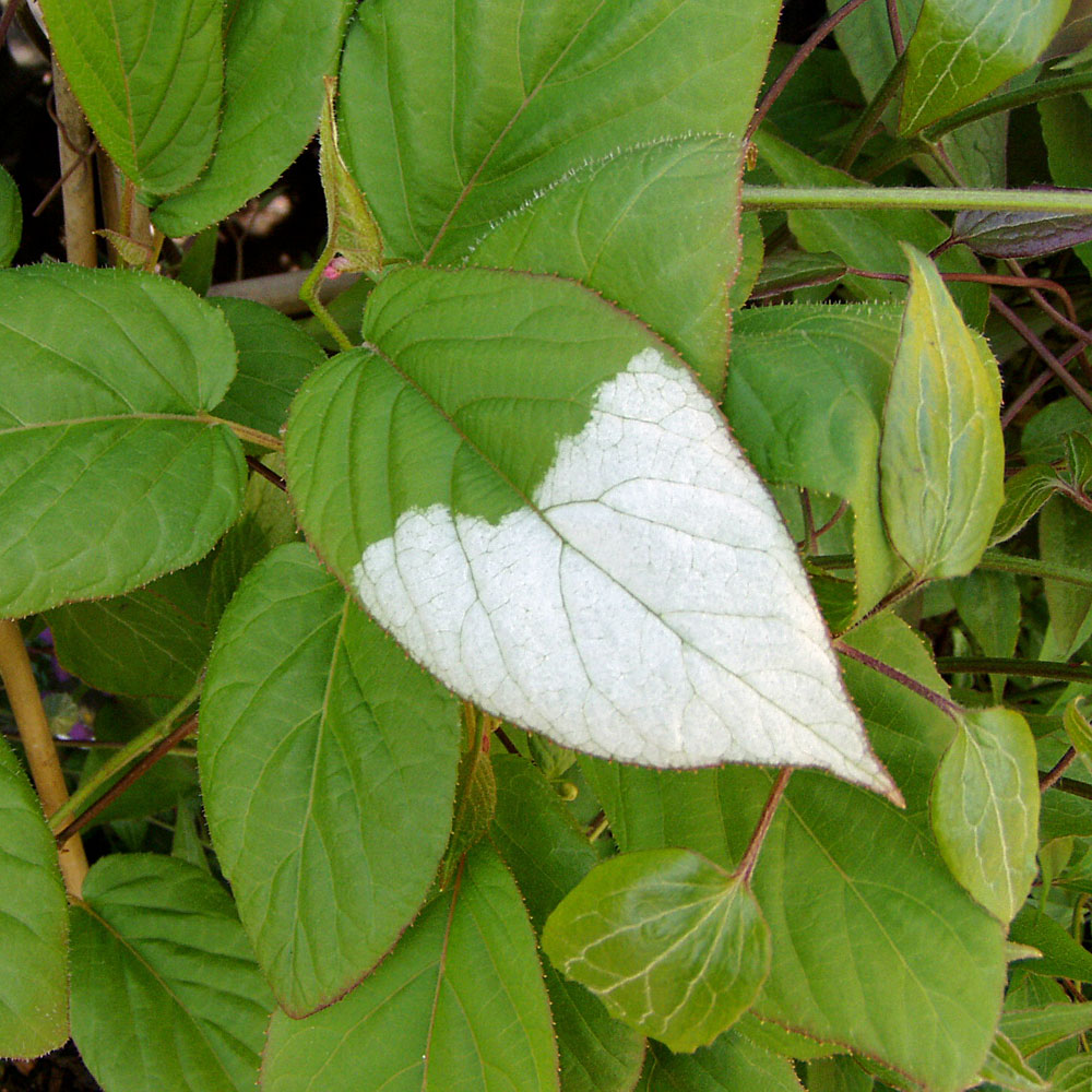 Buntblättrige Kiwi
