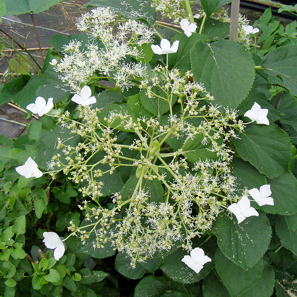 Kletterhortensie