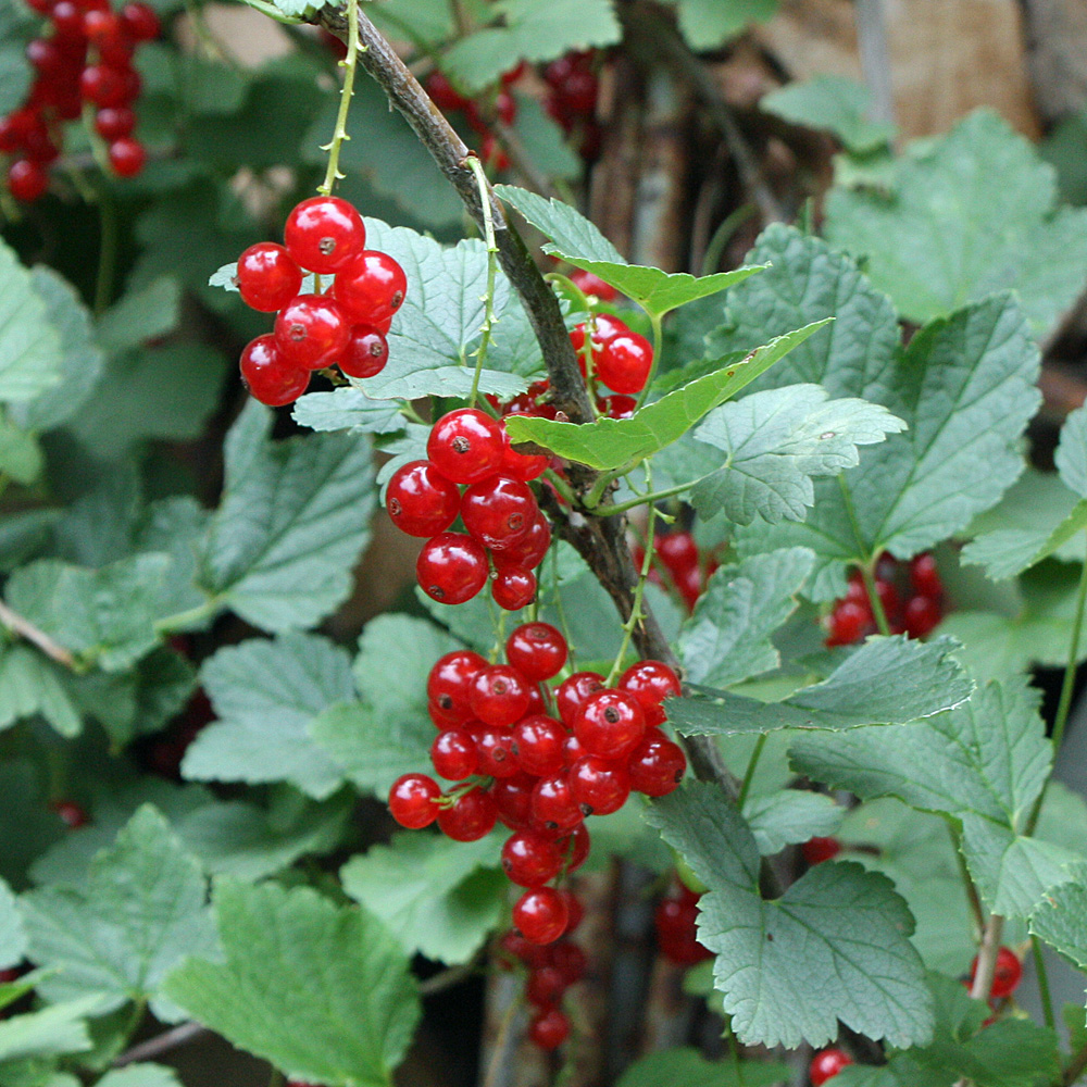 Rote Johannisbeere 'Rovada'
