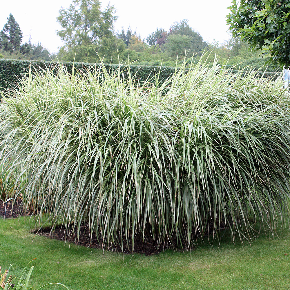 Gestreiftes Chinaschilf, tolle Blattfärbung