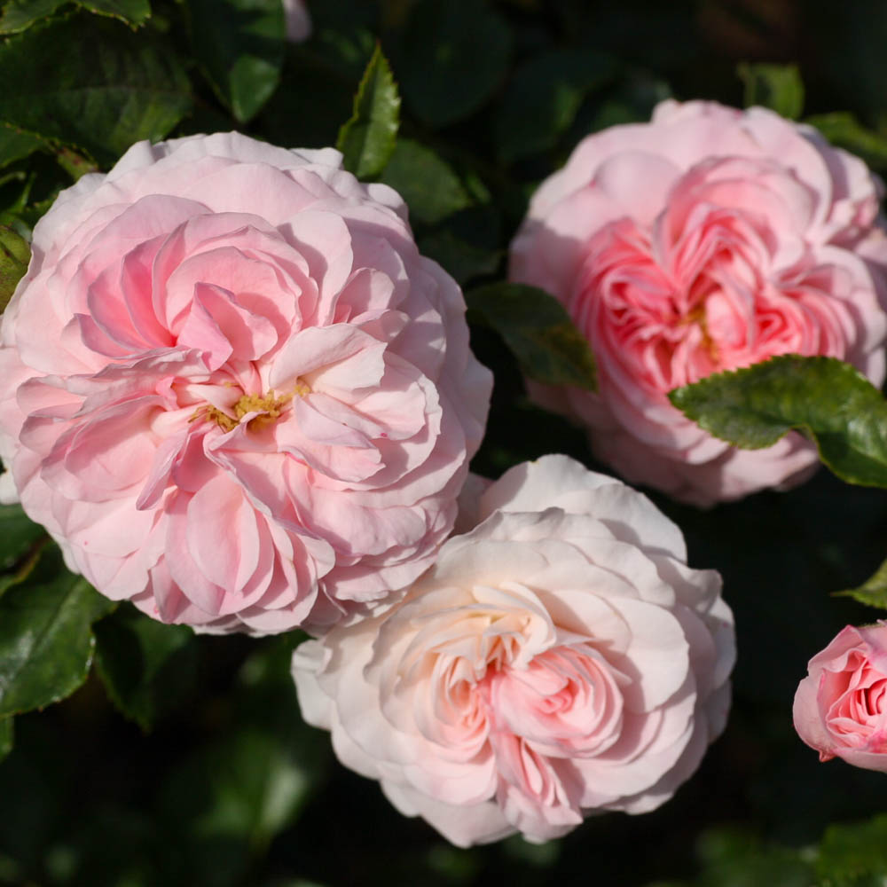Bodendeckerrose 'Larissa' ®