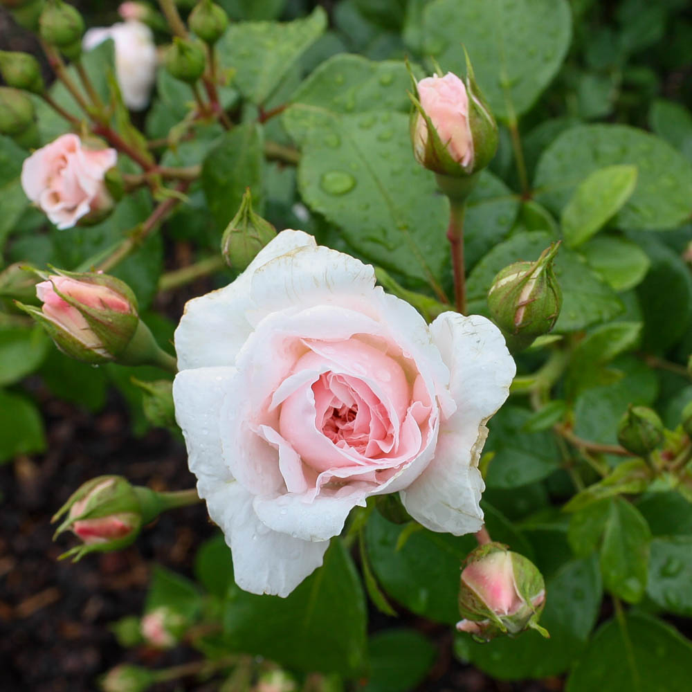 Strauchrose 'Cinderella'®