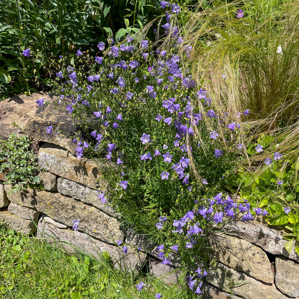 Wiesenglockenblume Olympica, Glockenblume, Blütenmeer