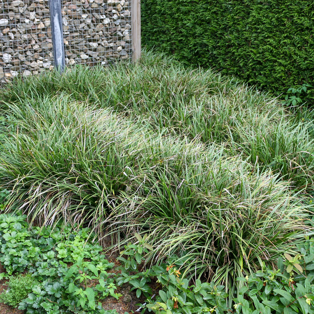 Bunte Japansegge, Carex morrowii Variegata, Ziergras