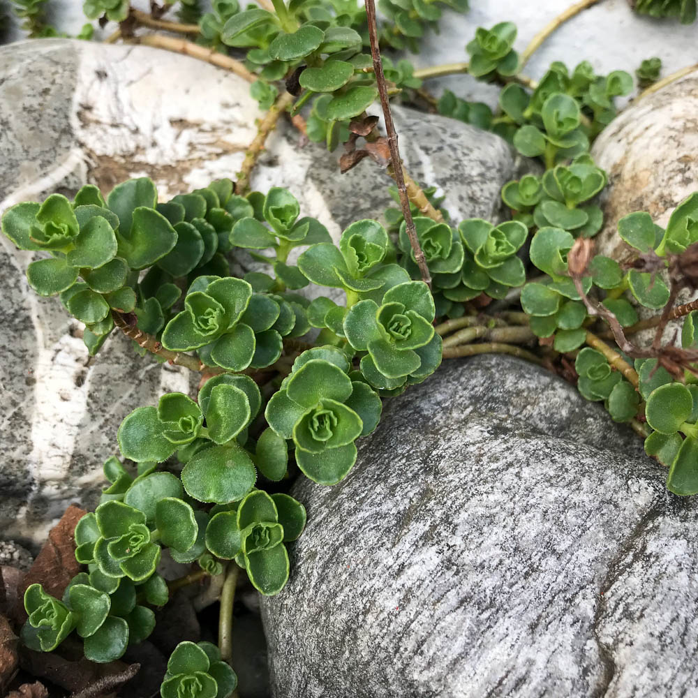 Sedum Mix-Platte
