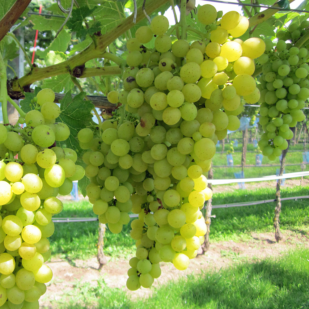 Weinrebe 'Suzi'